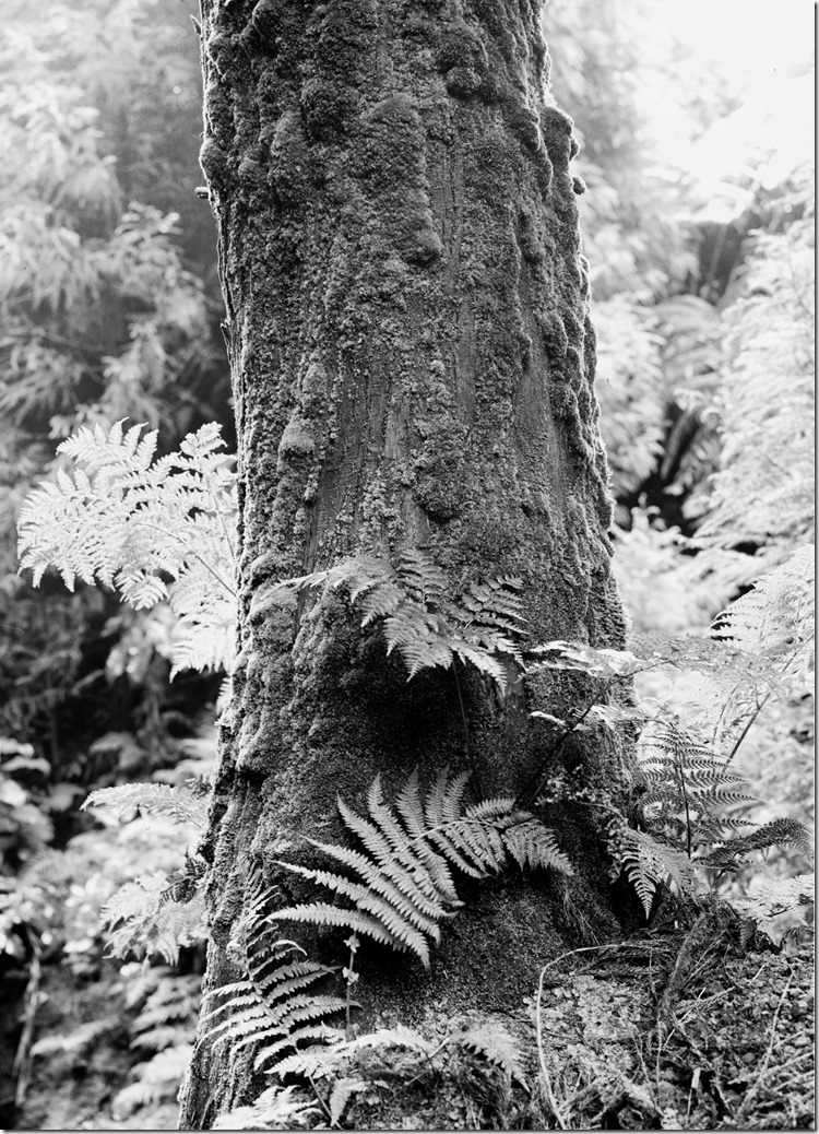 Mossy Tree 1 BW 3200 (Andere)